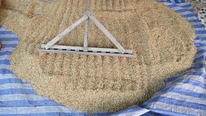 农民使用农具将稻谷摊开烘干。干燥可以降低谷物的水分含量，使其达到安全的储存水平。