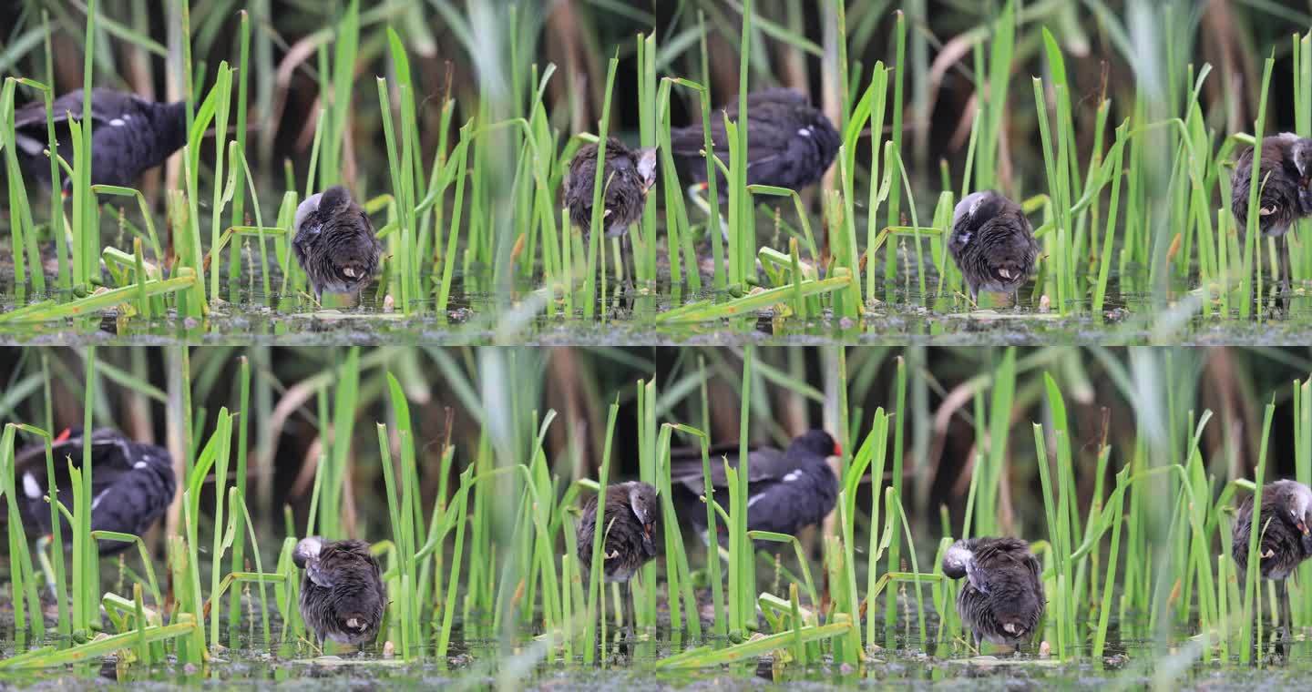 黑水鸡家庭在湿地梳理羽毛