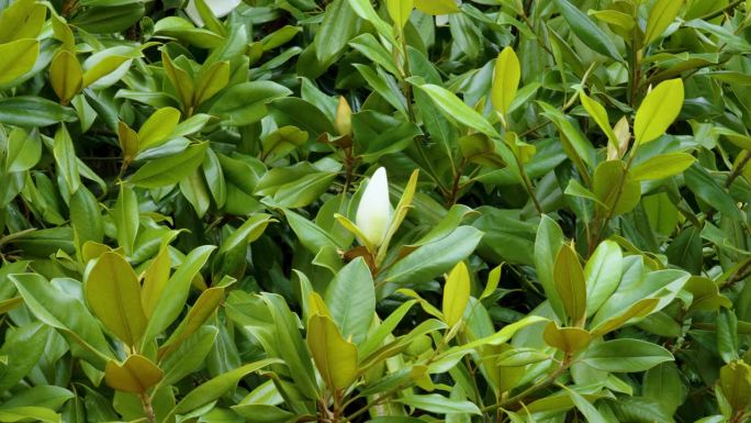 广玉兰(Magnolia grandflora，南木兰)白色花蕾