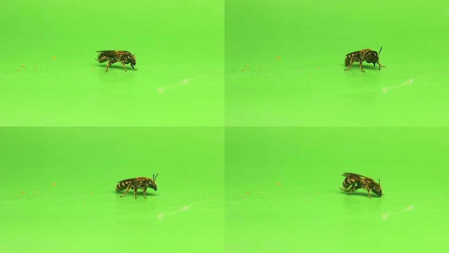 绿色背景上的孤独蜜蜂。
这叫做常春藤蜜蜂，Colletes hedera。
没有蜜蜂。
昆虫被隔离，