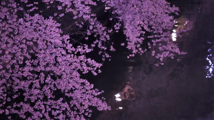 东京夜黑江边盛开的樱花