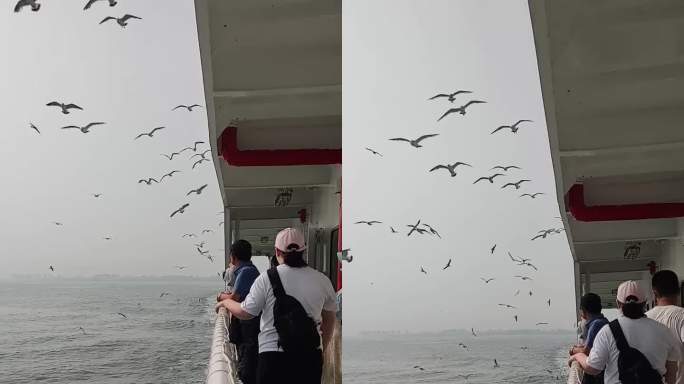 追逐渡轮的海鸥