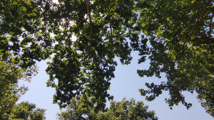 夏日绿色植物树叶风吹树枝实拍 (10)