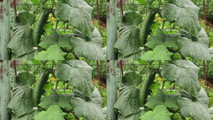 在雨中，一根长长的绿色黄瓜被绑在灌木丛的网子上。在花园里种菜