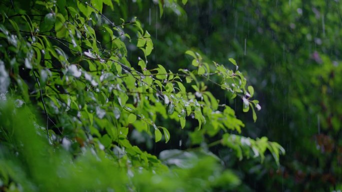 雨落在森林里的绿叶上
