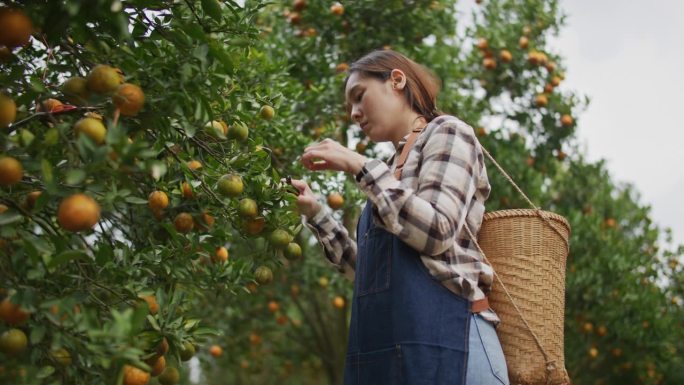 农妇照料她的橘子农场
