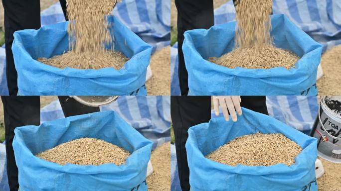 农民把稻田倒进袋子里。