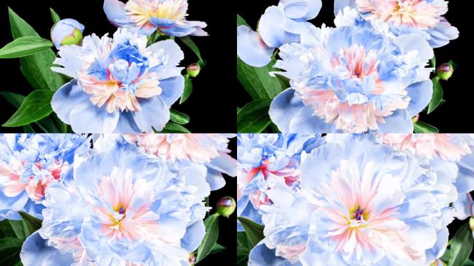 蓝粉色牡丹花束盛开在时间推移与放大效果的蓝色背景。温柔的花朵，花瓣在开花时闭合
