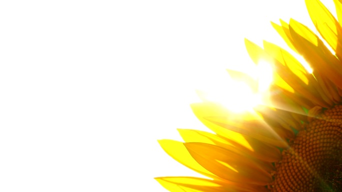 阳光透过向日葵花瓣照进来
