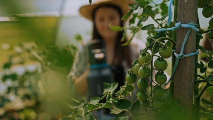 SLO MO丰收:年轻的女农民在温室里培育郁郁葱葱的绿色西红柿