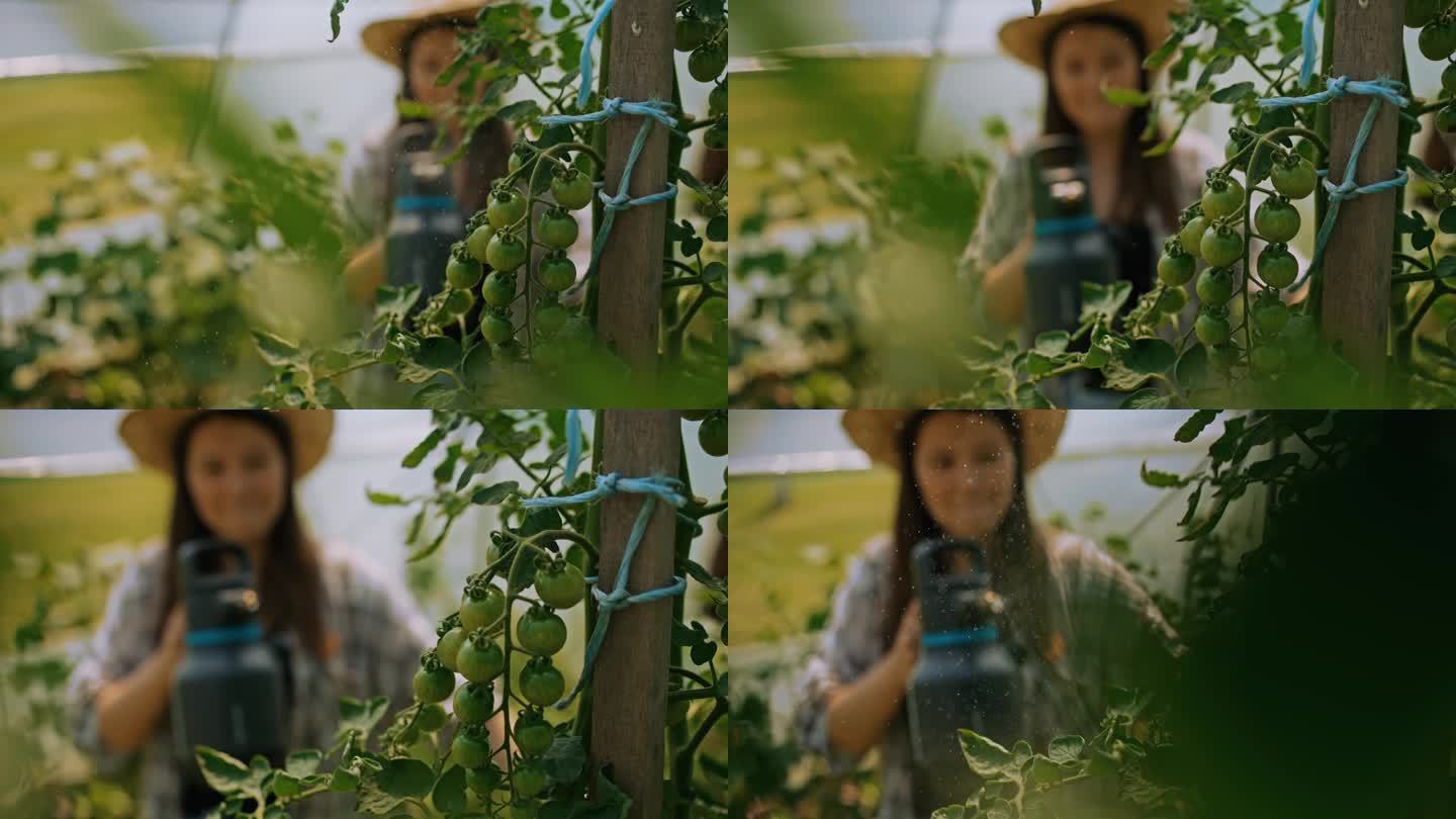 SLO MO丰收:年轻的女农民在温室里培育郁郁葱葱的绿色西红柿