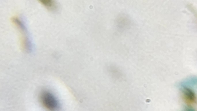 眼虫装片微生物切片 (1)