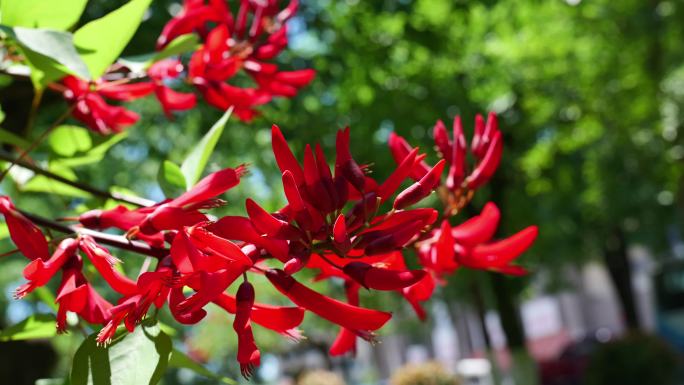 象牙红珊瑚刺桐珊瑚树龙牙花花朵花卉