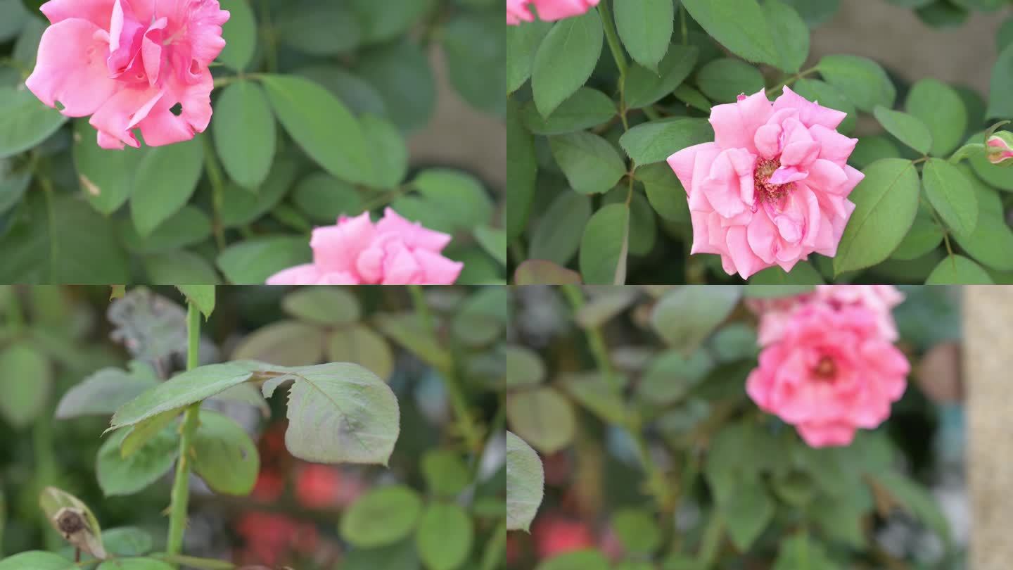 粉色花朵 情人节