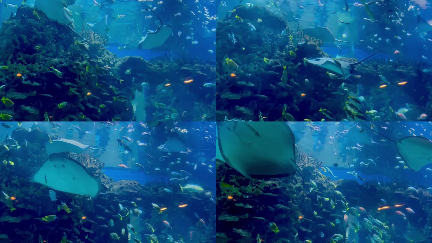 4k 唯美海底光影鱼群海底世界水族