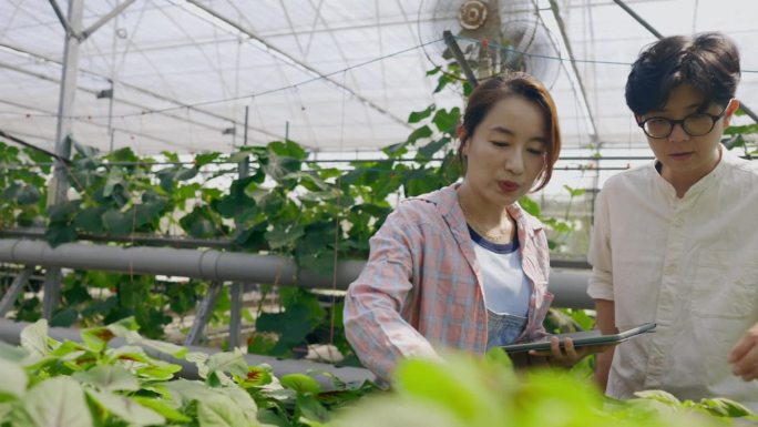 两名亚洲农民在温室田地里使用平板电脑检查和记录作物的生长情况，将技术应用于作物种植技术。