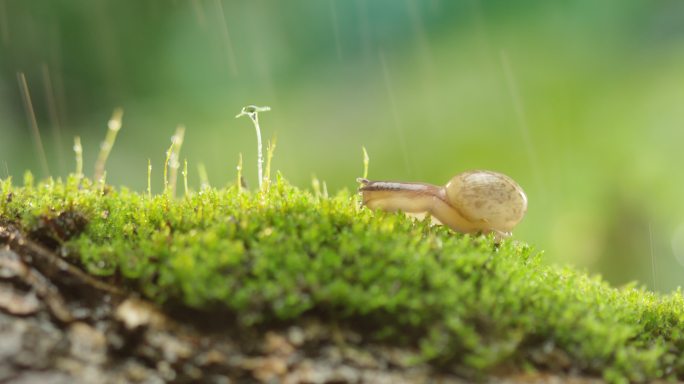 夏日 草地 蜗牛 阳光  下雨