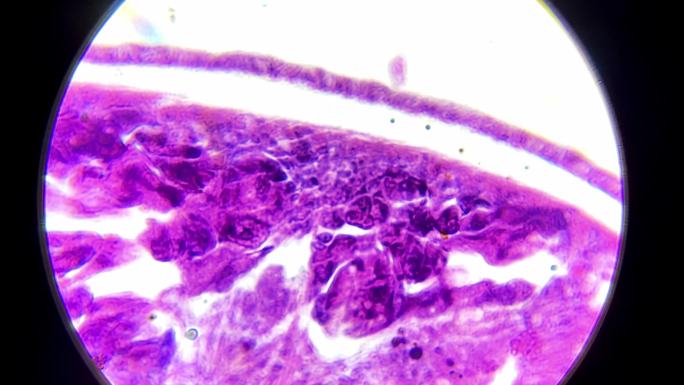涡虫切片显微镜观察 (1)