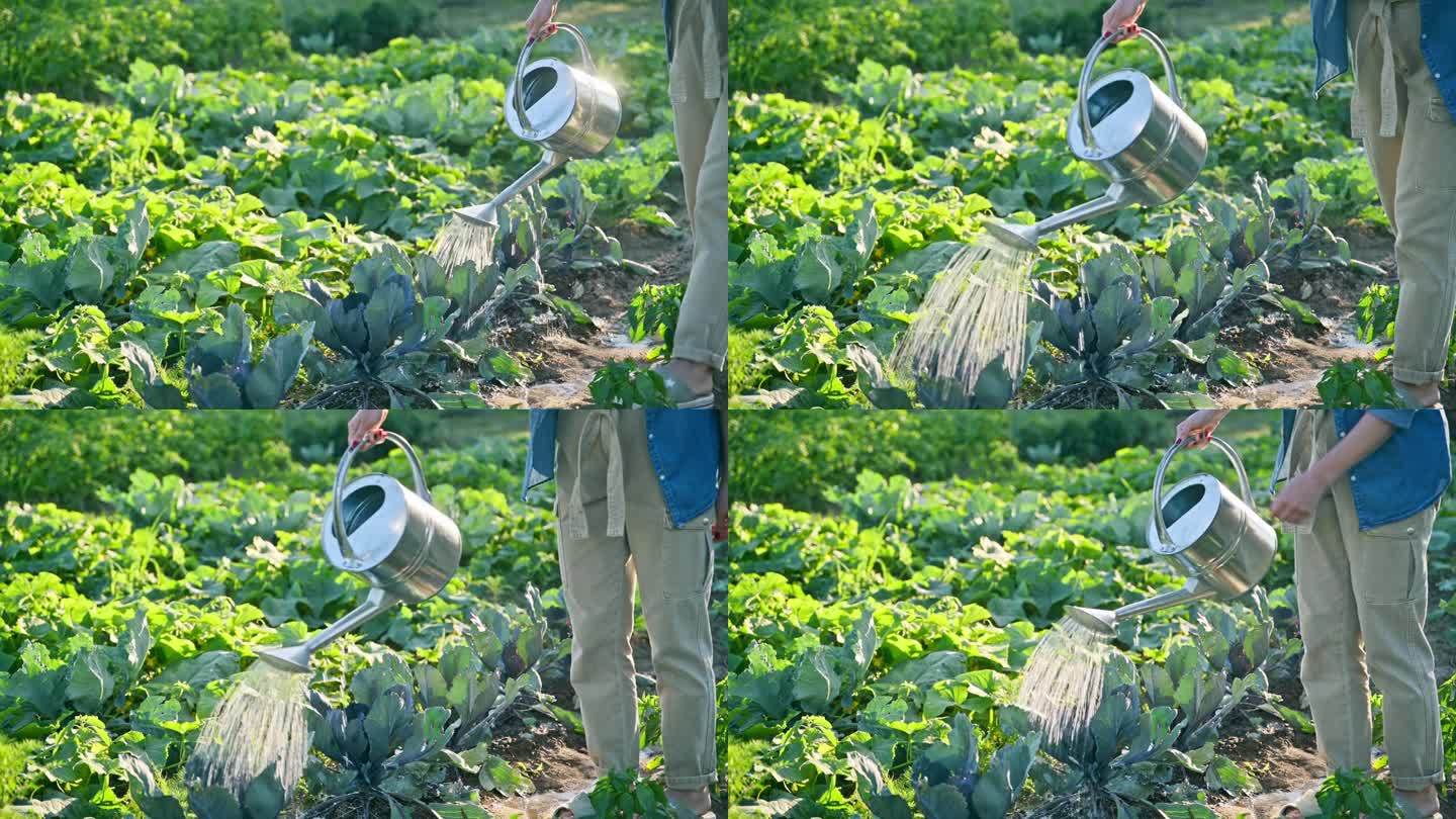 一名妇女用喷壶给菜畦浇水
