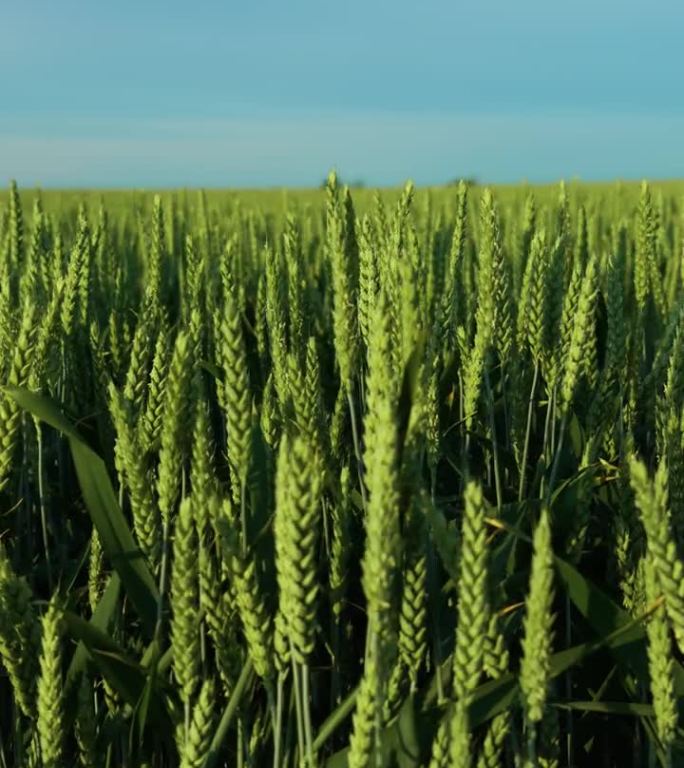 微风吹拂着嫩绿的麦田，庄稼在肥沃的土壤上近距离生长。垂直方向