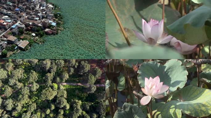 植物园 池塘 城市一角