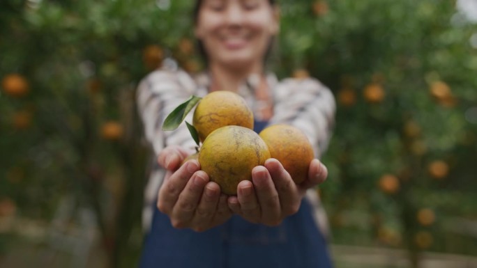 农业生产力农民女人手捧柑橘手捧桔子