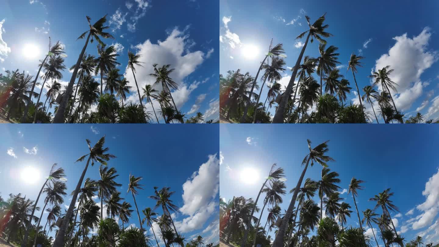 椰子树延时拍摄