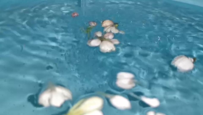 欢快旋转蓝色水池茉莉花流水