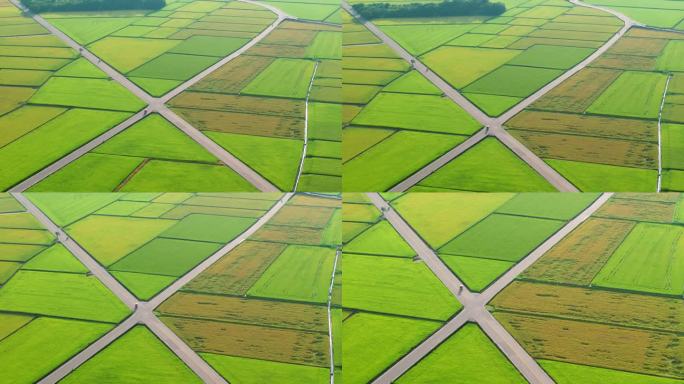 水田鸟瞰图三农业农田园耕地种植大米水稻丰