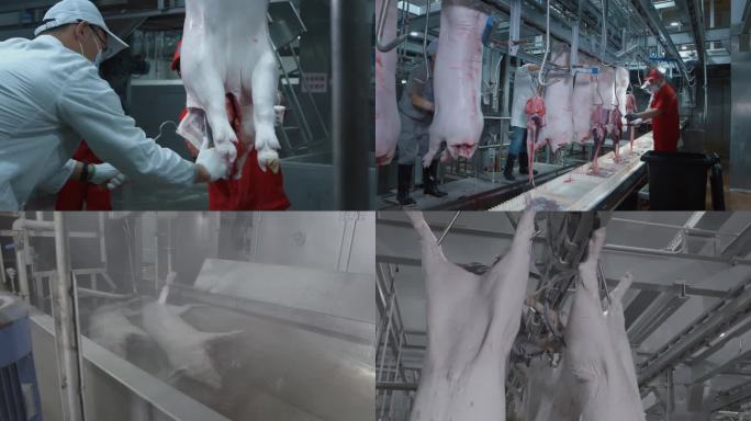 自动化猪肉加工厂屠宰场