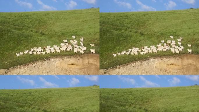 旅途实拍蓝天草地的羊群