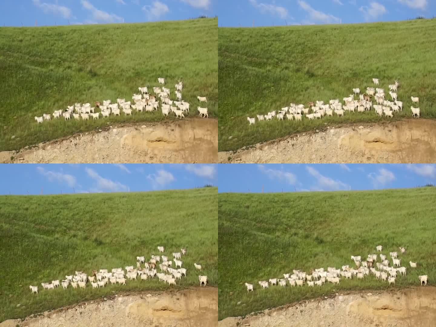 旅途实拍蓝天草地的羊群