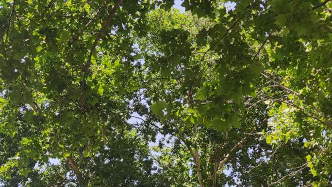 夏日绿色植物树叶风吹树枝实拍 (4)