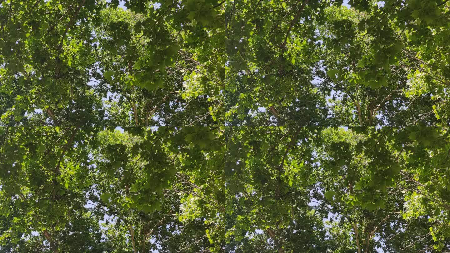 夏日绿色植物树叶风吹树枝实拍 (4)