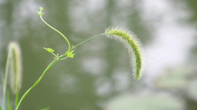 波光粼粼的河边有狗尾巴草正在随风飘舞