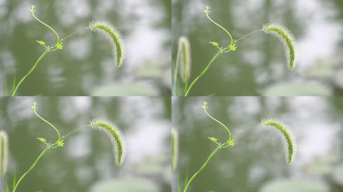 波光粼粼的河边有狗尾巴草正在随风飘舞