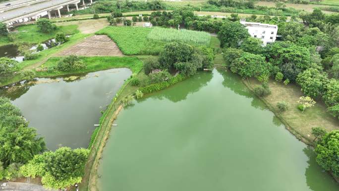 4k航拍乡村振兴坪山河环绕湿地公园田园