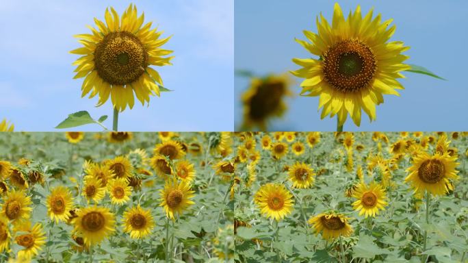 夏天向日葵开花