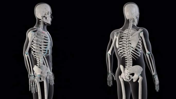 锁骨下肌肉在整个人体的垂直视频