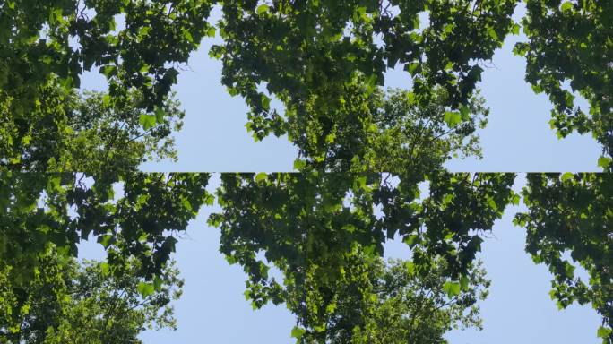 夏日绿色植物树叶风吹树枝实拍 (3)