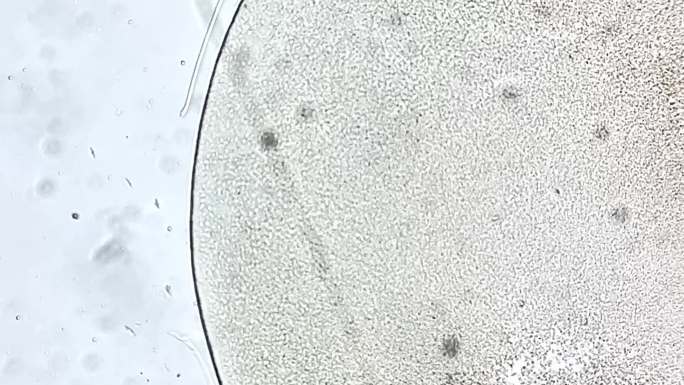 显微镜观察蛙卵单细胞 (2)