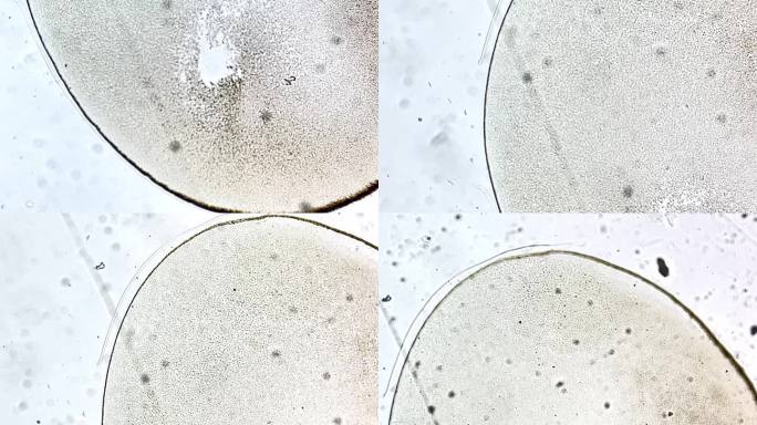 显微镜观察蛙卵单细胞 (2)