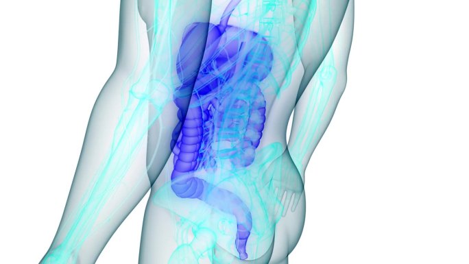 人体消化系统解剖动画概念