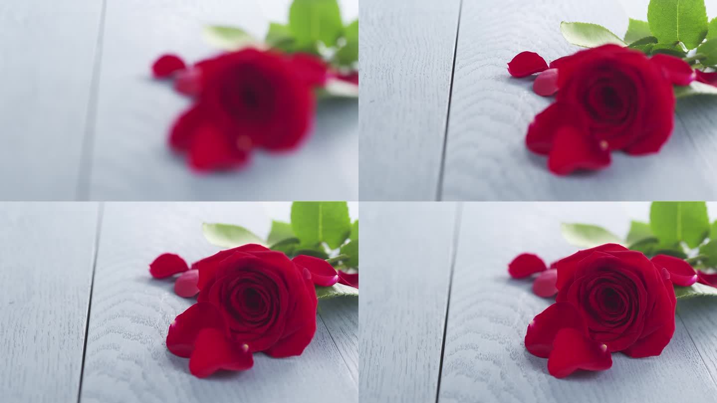 单红玫瑰在蓝色的木桌焦点拉