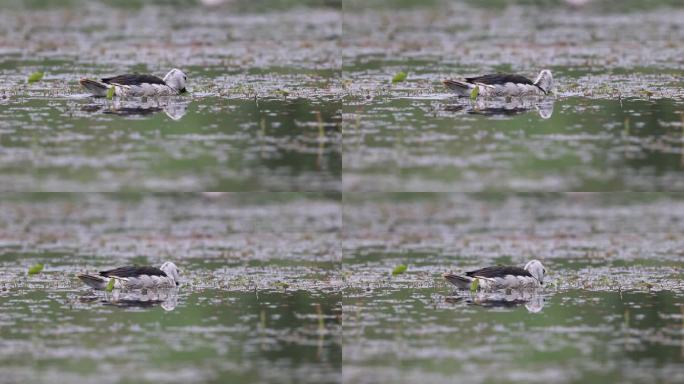 世界上最小的水鸭棉凫吃水草的画面