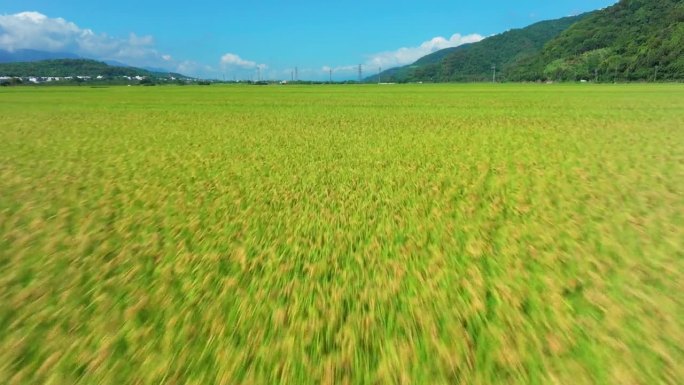 绿色稻田低角度鸟瞰图