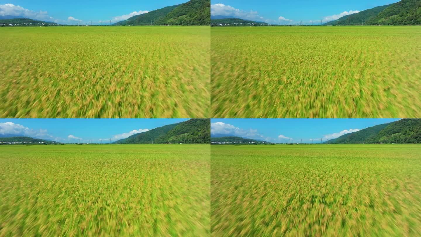绿色稻田低角度鸟瞰图