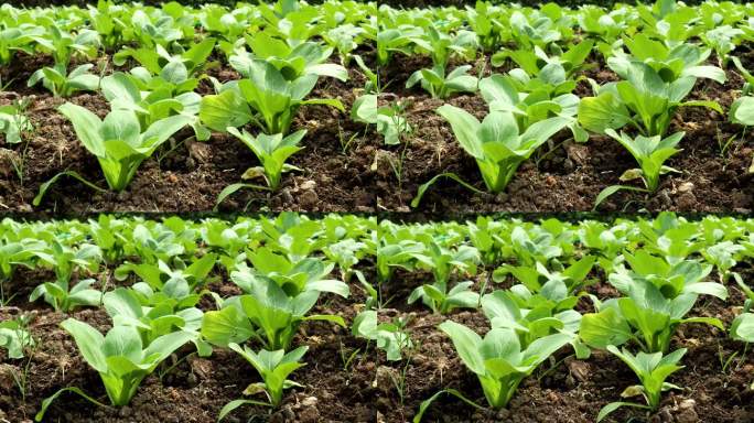 在花园里种植小白菜或小白菜。新鲜有机种植系统。