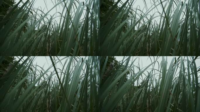 高高的草在风中摇曳。新西兰亚麻。雨前的风摇动着田野里的草叶。等待雷雨。独立电影，塔可夫斯基。