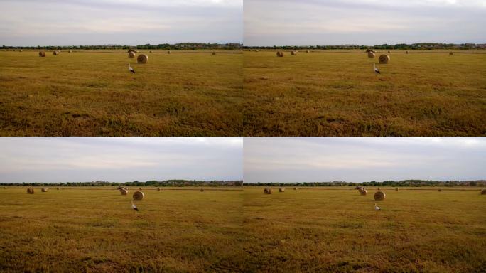 夏夜夕阳下，苍鹭漫步在草堆前的干草草地上。野生白鹭在栖息地捕食老鼠